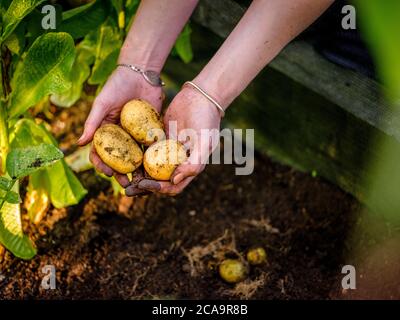 Gros plan des mains d'une femme qui récoltent des pommes de terre maison au soleil. Banque D'Images