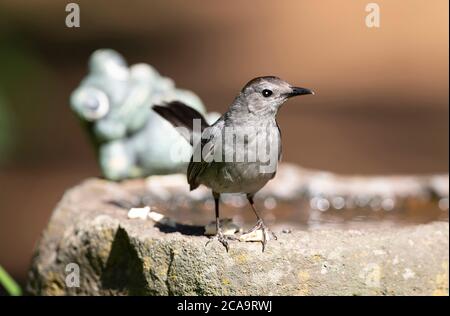 Un oiseau (Alluroeclus) sur un rocher qui sert de bain d'oiseau à Cape Cod, États-Unis Banque D'Images