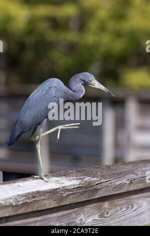 Sélection de l'accent sur la danse du petit héron bleu à la réserve naturelle Green Cay à Boynton Beach, Floride. Banque D'Images