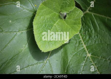 Jardin urbain d'une plante de vigne de citrouille à feuilles. Banque D'Images