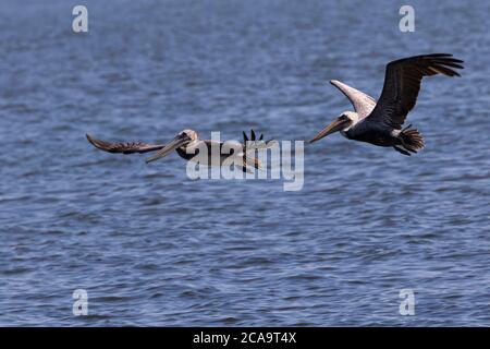 Deux pélicans bruns survolaient les eaux bleues de Sanibel Causeway en Floride. Banque D'Images