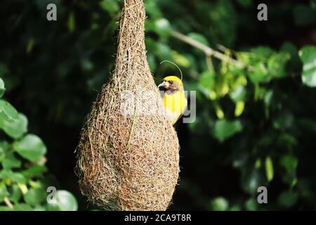 Oiseaux sur le nid Banque D'Images