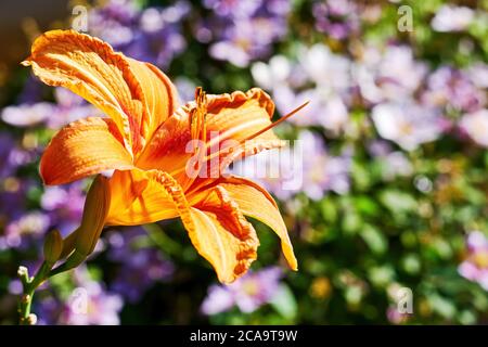 Elégante nénuphar d'orange sur le fond flou du jardin. Fonds et textures floraux Banque D'Images