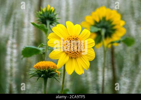 Gros plan détaillé d'une belle fleur de dahlia jaune qui fleurit sur fond de bokeh vert Banque D'Images