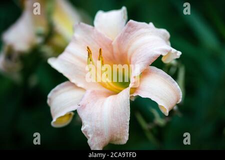 Photo macro d'une tête de fleur de nénuphars rose « Catherine Woodberry » (variété hémerocallis) Banque D'Images