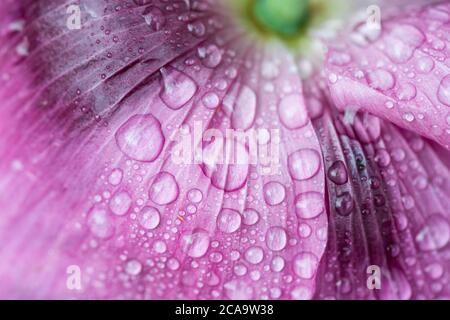 Gros plan des gouttes de pluie à l'arrière du Pétales d'un coquelicot « Tallulah Belle Blush » Banque D'Images