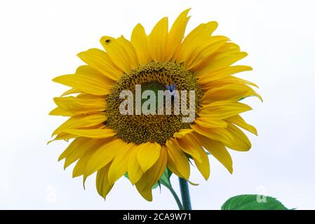 Une abeille (API mellifera) Sur la fleur d'un tournesol (Helianthus annuus) Banque D'Images