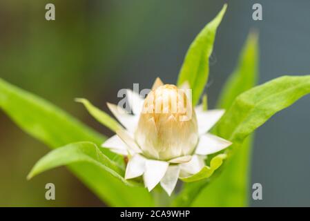 Le bourgeon d'un mélange de Helicrysum Swiss Giant (Xerochrysum bracteatum) Banque D'Images