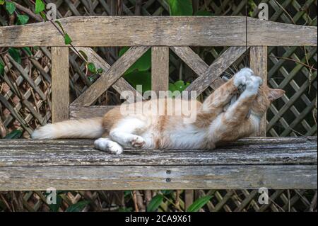 Chat de gingembre espiègle sur un banc en bois avec des pattes blanches autour du jouet de chat Banque D'Images