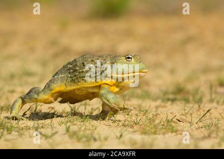 La grenouille africaine (Pyxicephalus adspersus) est une espèce de grenouille de la famille des Pyxicephalidae. Il est également connu comme la grenouille de pixie en raison de son scientifique Banque D'Images