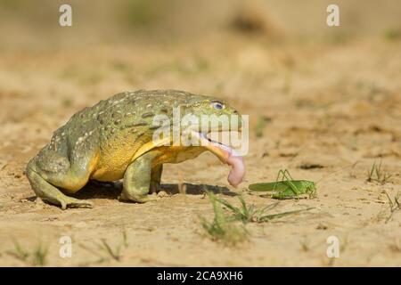 La grenouille africaine (Pyxicephalus adspersus) est une espèce de grenouille de la famille des Pyxicephalidae. Il est également connu comme la grenouille de pixie en raison de son scientifique Banque D'Images