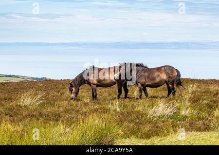 Parc national d'Exmoor - poneys d'Exmoor sur le point le plus élevé d'Exmoor, Dunkery Beacon 1705 pieds 520 mètres, Somerset Royaume-Uni Banque D'Images