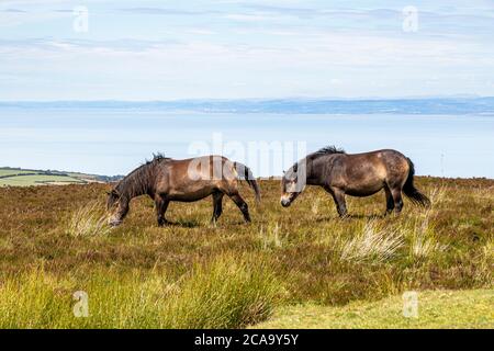 Parc national d'Exmoor - poneys d'Exmoor sur le point le plus élevé d'Exmoor, Dunkery Beacon 1705 pieds 520 mètres, Somerset Royaume-Uni Banque D'Images