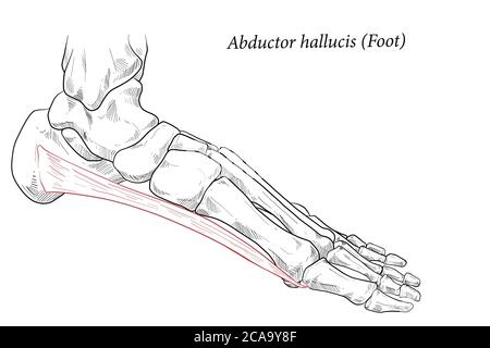 Le pied du muscle est un hallucinogène abducteur. Illustration de Vecteur