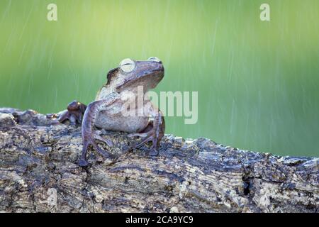 Les polypedates otilophus (également connus sous le nom de grenouille d'arbre à ébarbure, grenouille à éons Bornéo, ou grenouille volante à tête de poney) est une grenouille endémique Banque D'Images