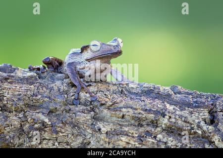 Les polypedates otilophus (également connus sous le nom de grenouille d'arbre à ébarbure, grenouille à éons Bornéo, ou grenouille volante à tête de poney) est une grenouille endémique Banque D'Images