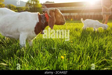 Anglo nubian / boer chèvre mouton, pâturage sur le pré de printemps vert, petit enfant et ferme floue avec fort contre-jour en arrière-plan Banque D'Images