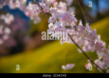 Cerisiers en fleurs dans le parc Koishikawa kourakuen de Tokyo Banque D'Images