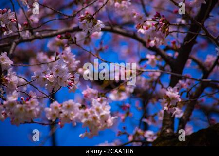 Cerisiers en fleurs dans le parc Koishikawa kourakuen de Tokyo Banque D'Images