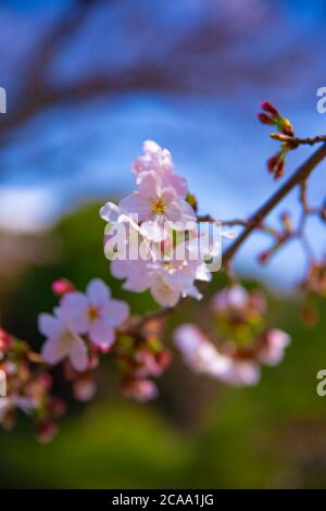 Cerisiers en fleurs dans le parc Koishikawa kourakuen de Tokyo Banque D'Images