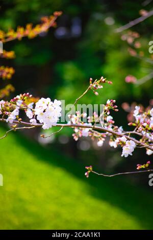 Cerisiers en fleurs dans le parc Koishikawa kourakuen de Tokyo Banque D'Images