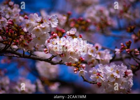 Cerisiers en fleurs dans le parc Koishikawa kourakuen de Tokyo Banque D'Images