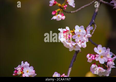 Cerisiers en fleurs dans le parc Koishikawa kourakuen de Tokyo Banque D'Images