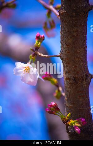 Cerisiers en fleurs dans le parc Koishikawa kourakuen de Tokyo Banque D'Images