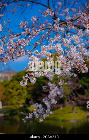 Cerisiers en fleurs dans le parc Koishikawa kourakuen de Tokyo Banque D'Images