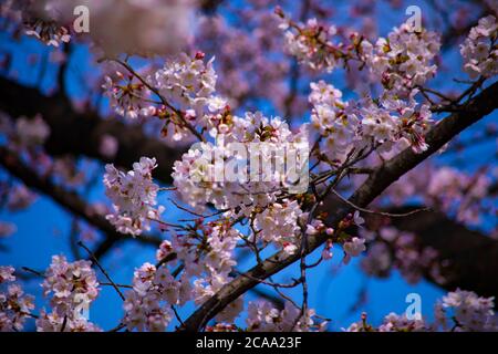 Cerisiers en fleurs dans le parc Koishikawa kourakuen de Tokyo Banque D'Images