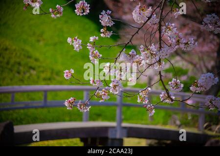 Cerisiers en fleurs dans le parc Koishikawa kourakuen de Tokyo Banque D'Images