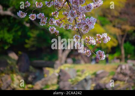 Cerisiers en fleurs dans le parc Koishikawa kourakuen de Tokyo Banque D'Images