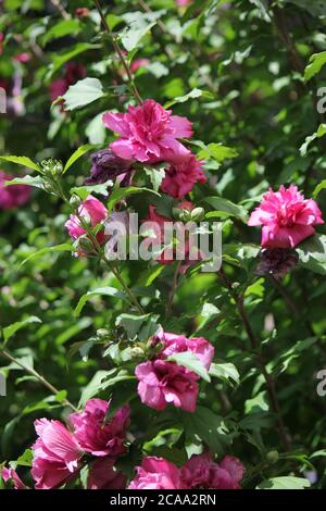 Belle rose rose de sharon hibiscus fleurs en pleine fleur. Banque D'Images