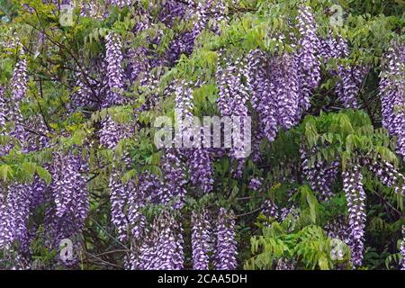 Wisteria (Wisteria villosa). Appelé aussi wisteria chinoise. Un autre nom scientifique est Wisteria chinensis Banque D'Images