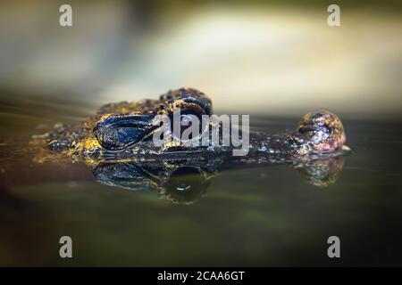 Jeune crocodile nain presque submergé sous l'eau, arrière-plan sombre, la meilleure photo, mignon chasseur. Banque D'Images