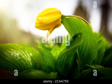 Champ de tulipes de printemps colorées se décolorant dans la distance comme une bordure inférieure sur un fond blanc avec l'espace de copie, la meilleure photo, une tulipe jaune. Banque D'Images