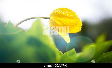 Champ de tulipes de printemps colorées se décolorant dans la distance comme une bordure inférieure sur un fond blanc avec l'espace de copie, la meilleure photo, une tulipe jaune. Banque D'Images