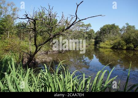 Petit lac de dunes avec arbres en été (août) près du village de Bergen aux pays-Bas. Les arbres se réfléchissent dans l'eau. Quelques arbres morts. Banque D'Images