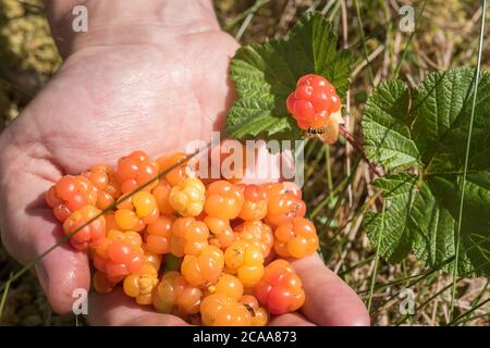 Une poignée de mûres et une plante de myrtille avec une mouche colorée dessus. Recherche de fruits forestiers sauvages sur la tourbière en Europe du Nord. Banque D'Images