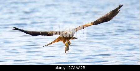Un oiseau milvus milvus rouge volant avec un grand poisson il vient de prendre de la mer cerf-volant rouge, la meilleure photo. Banque D'Images