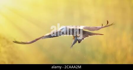 Un oiseau milvus milvus rouge volant avec un grand poisson il vient de prendre de la mer cerf-volant rouge, la meilleure photo, rayons du soleil. Banque D'Images