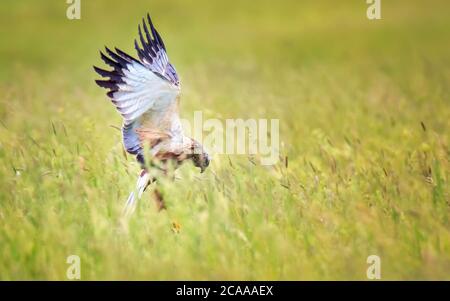 Femelle de marais de l'Ouest, Circus aeruginosus, oiseau de proie en vol à la recherche et à la chasse au-dessus d'un champ, la meilleure photo, chasses dans les chutes d'herbe Banque D'Images