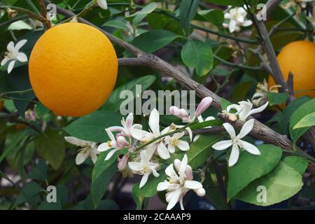 Citron Meyer (Citrus x Meyeri). Hybride entre Citrus medica et Citrus reticulata Banque D'Images