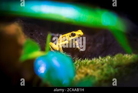 Golden poison Arrow Frog Phyllobates terribilis. Grenouille tropicale jaune vif colorée. La meilleure photo. Banque D'Images