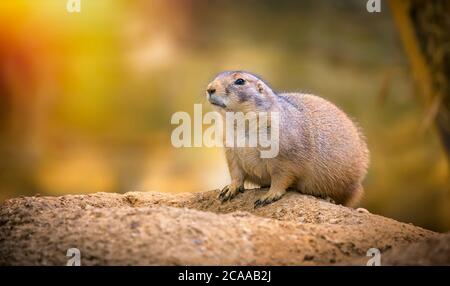 Gunnison's Prairie Dog ynomys gunnisoni, Zoo Praha, la meilleure photo. Banque D'Images