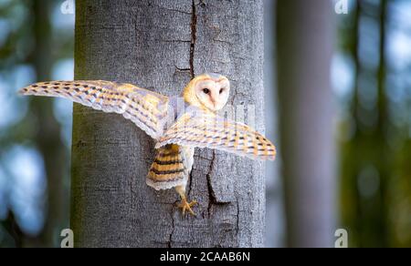 Hibou dans la forêt sombre. Hibou de la grange, Tyto alba, bel oiseau assis sur la souche de l'ancien arbre avec la fougères vertes, joli flou vert clair le fond, animal Banque D'Images