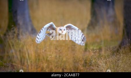 Hibou dans la forêt sombre. Hibou de la grange, Tyto alba, joli oiseau volent sur le vieux bosse d'arbre avec la fougères vertes, joli flou vert clair le fond, animal en t Banque D'Images