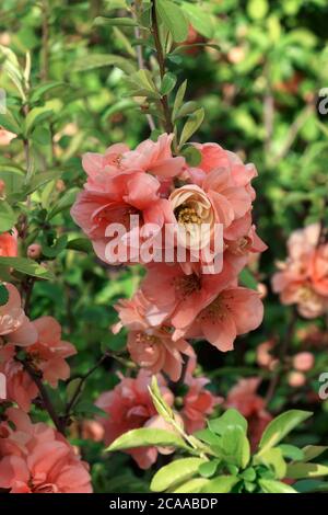 Falconet Charlet Japanese Quince (Chaenomeles speciosa 'Falconnet Charlet') Banque D'Images