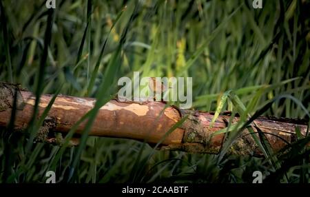 La wren eurasienne dans l'habitat de la nature. Troglodytes troglodytes. Très petit oiseau. Scène sauvage de la nature tchèque, assis sur une bûche dans l'herbe. TH Banque D'Images
