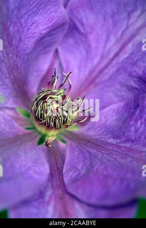 Pétales violets de la plante grimpant 'Elsa Spath' clematis Banque D'Images